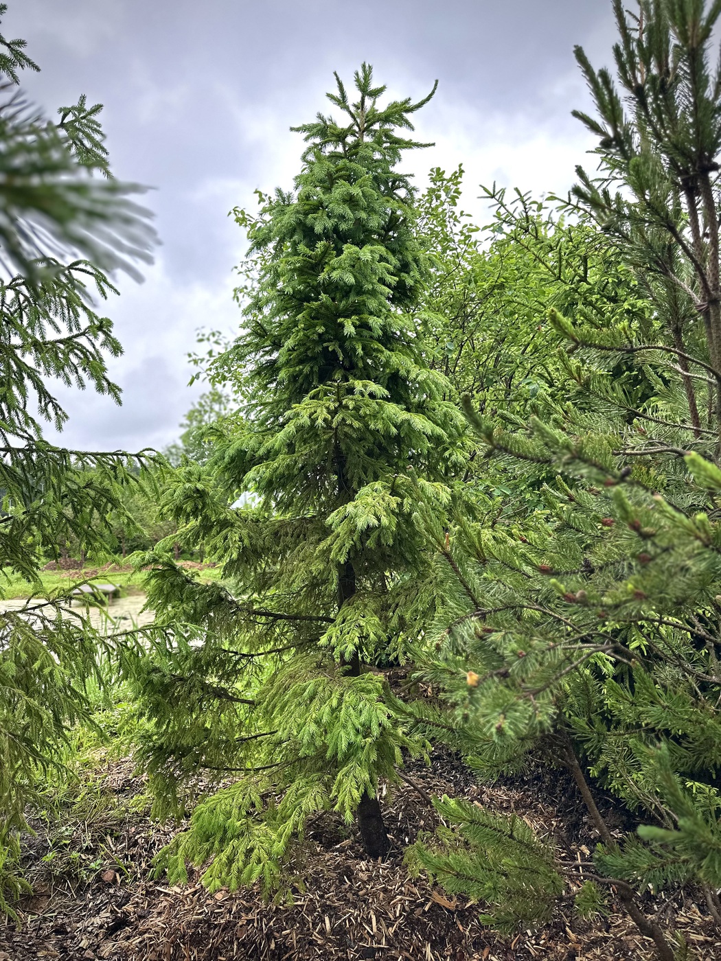 Ель обыкновенная (Picea abies)