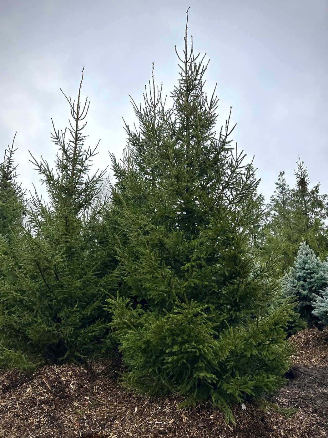 Ель обыкновенная (Picea abies)
