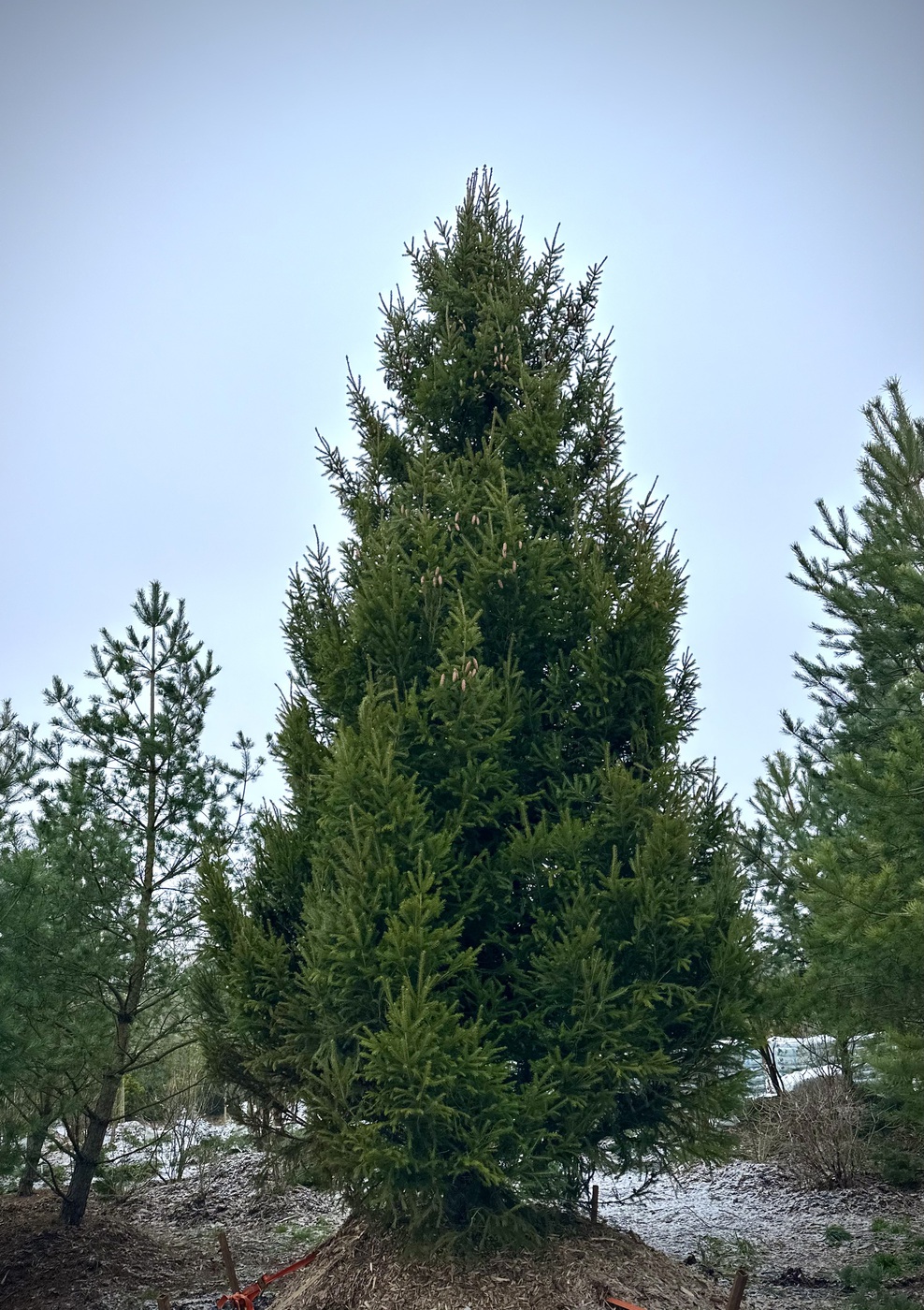 Ель обыкновенная (Picea abies)