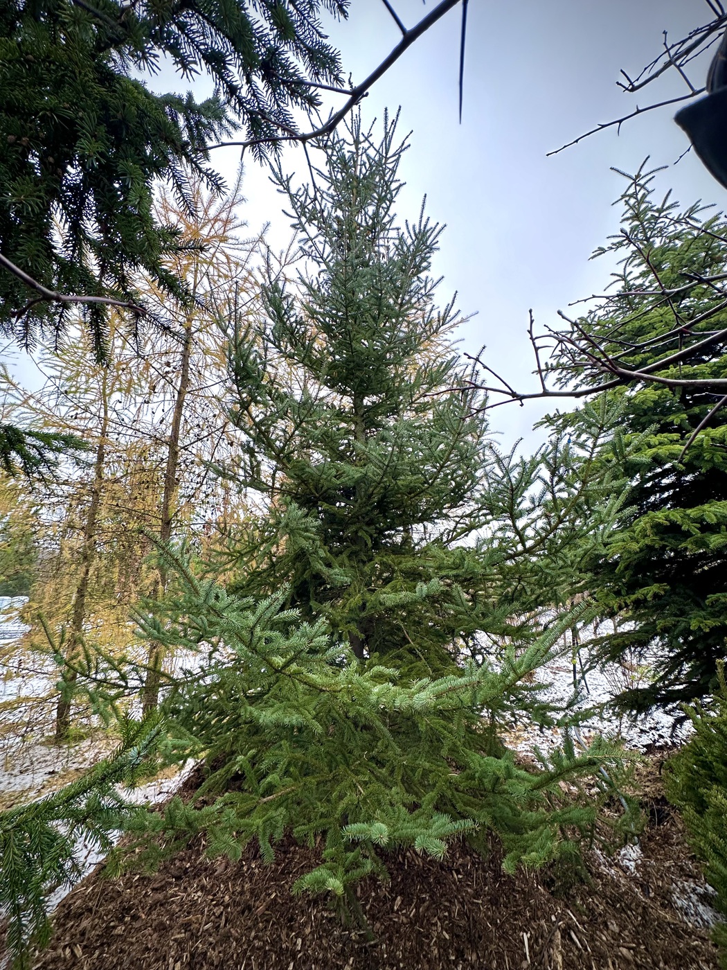 Ель сизая (канадская)