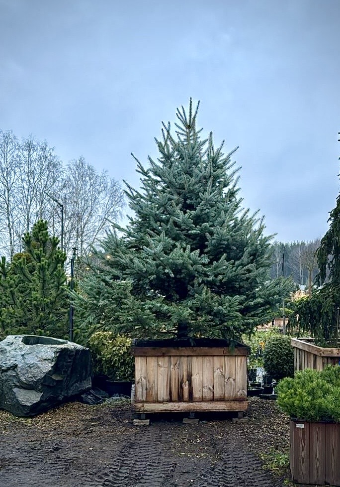 Ель сизая (канадская)