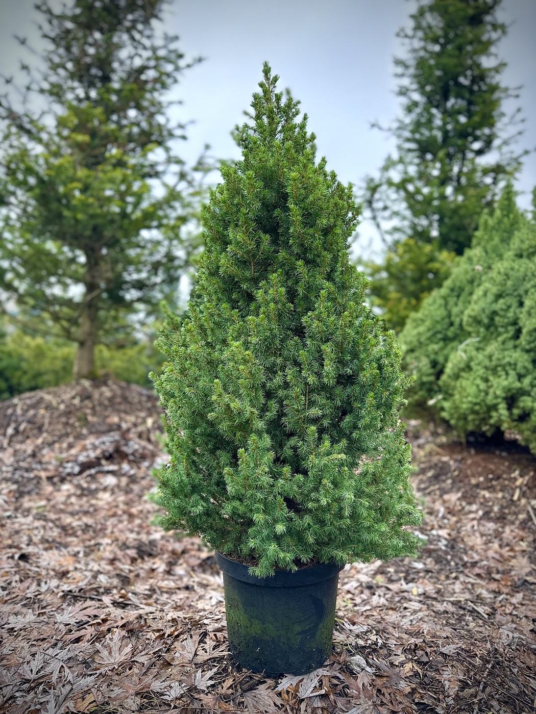 Ель сизая (канадская) `Перфекта``Perfecta`