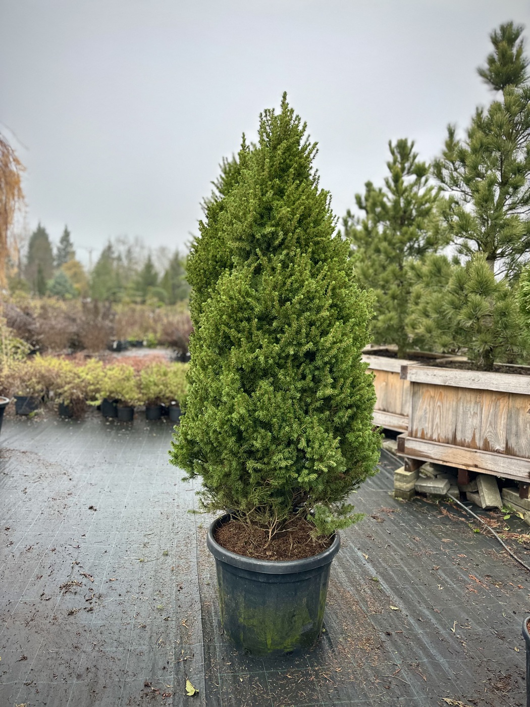 Ель сизая (канадская) `Перфекта``Perfecta`