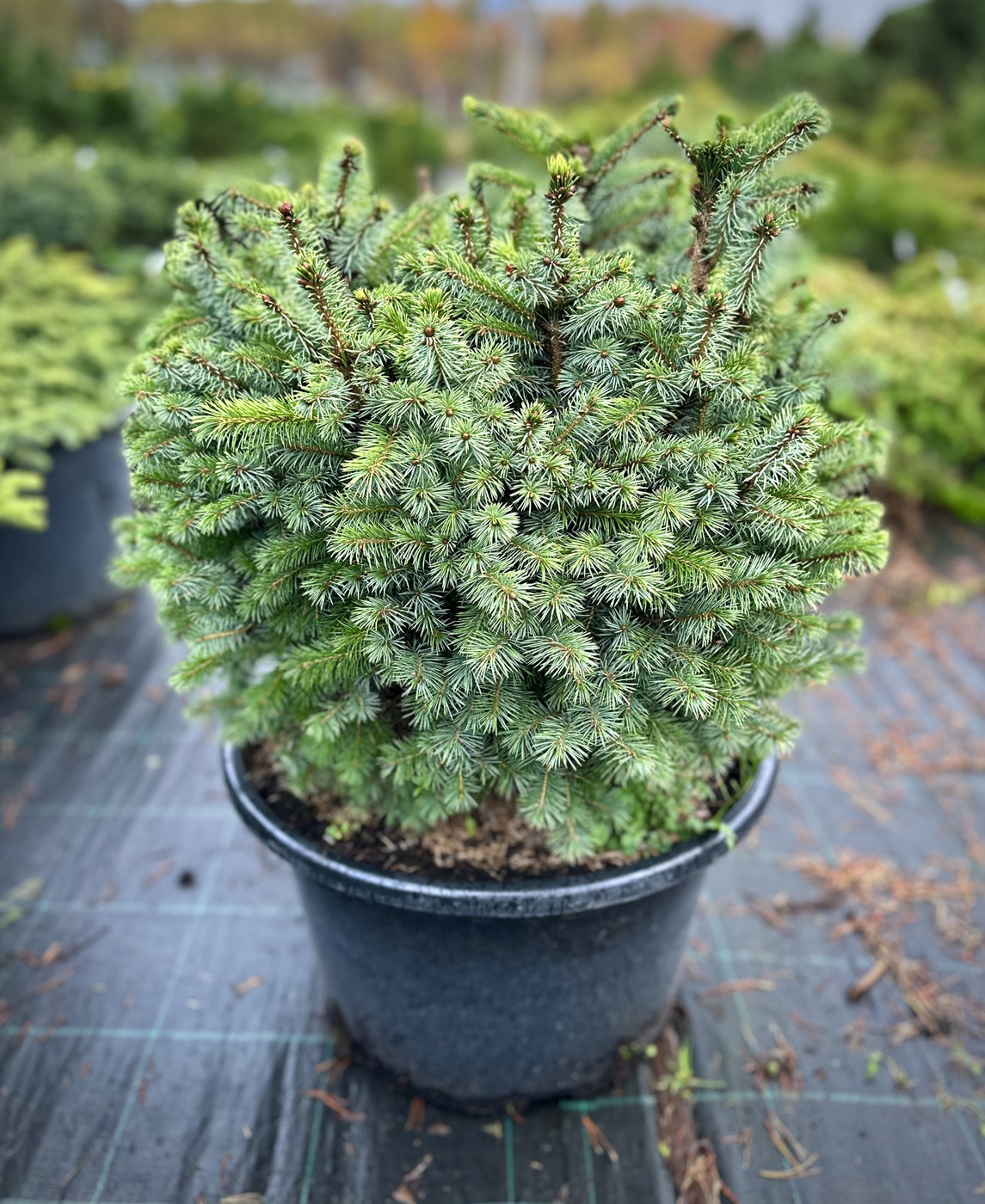 Ель ситхинская `Тенас` `Tenas`