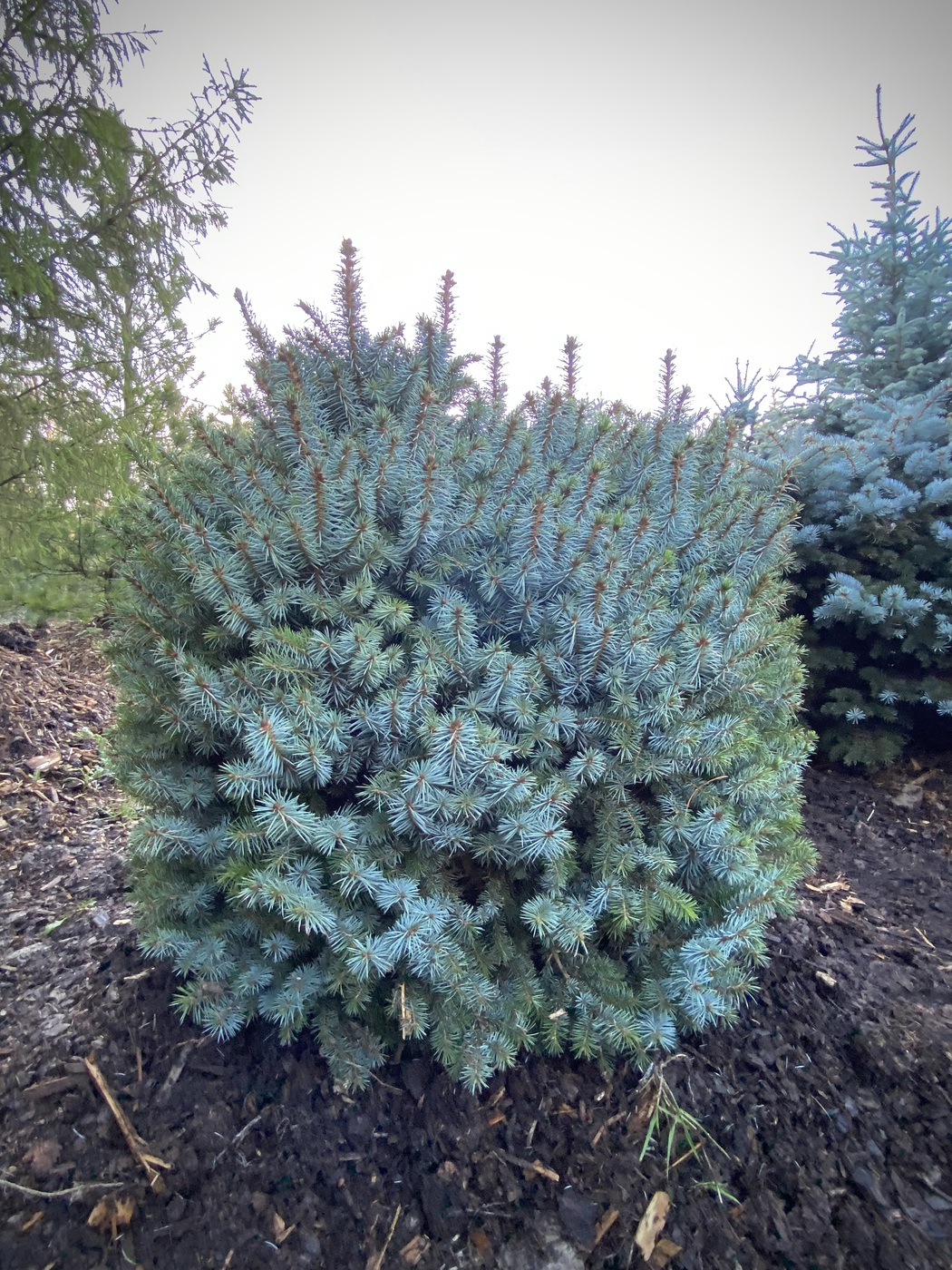 Ель ситхинская `Тенас` `Tenas`