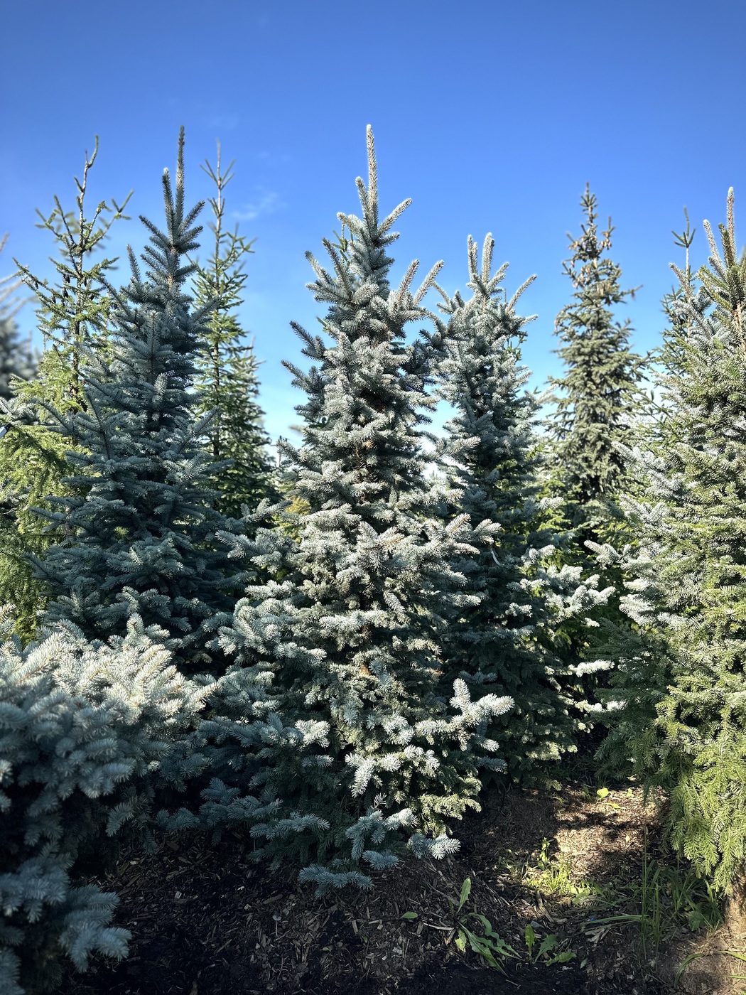 Ель Энгельмана `Компакта` `Compacta`