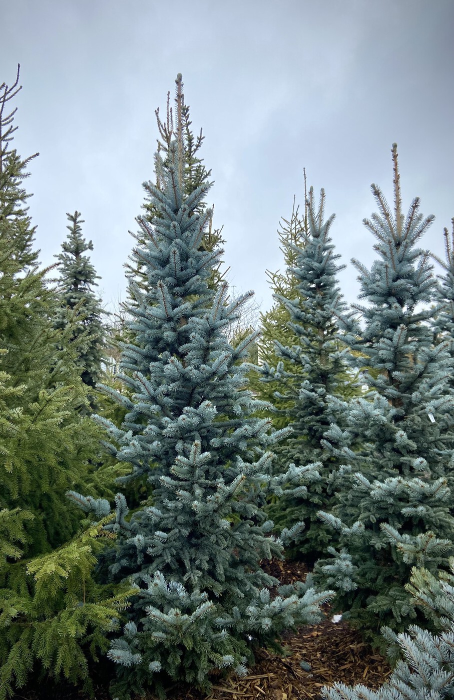 Ель Энгельмана `Компакта` `Compacta`