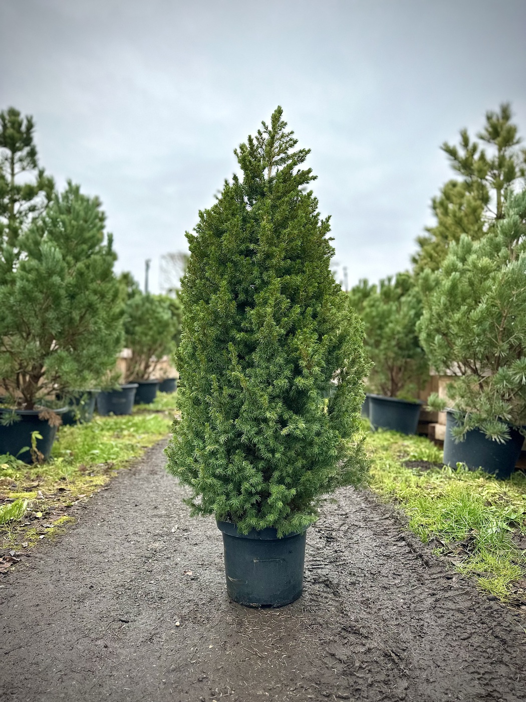 Ель канадская `Коника` `Conica`