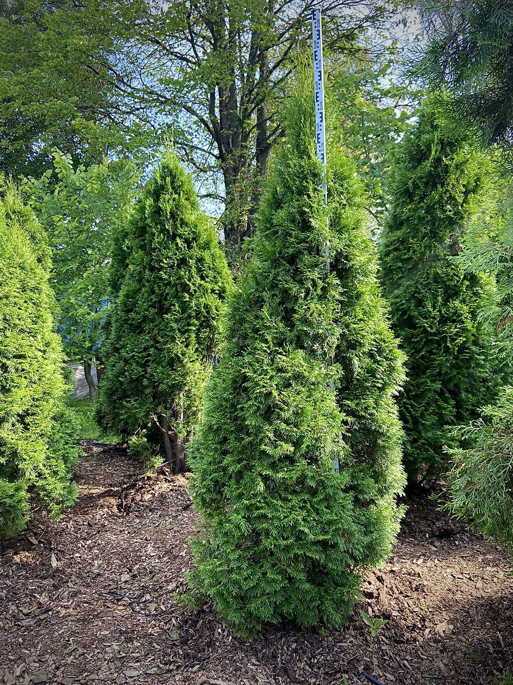 Туя западная `Смарагд``Smaragd`