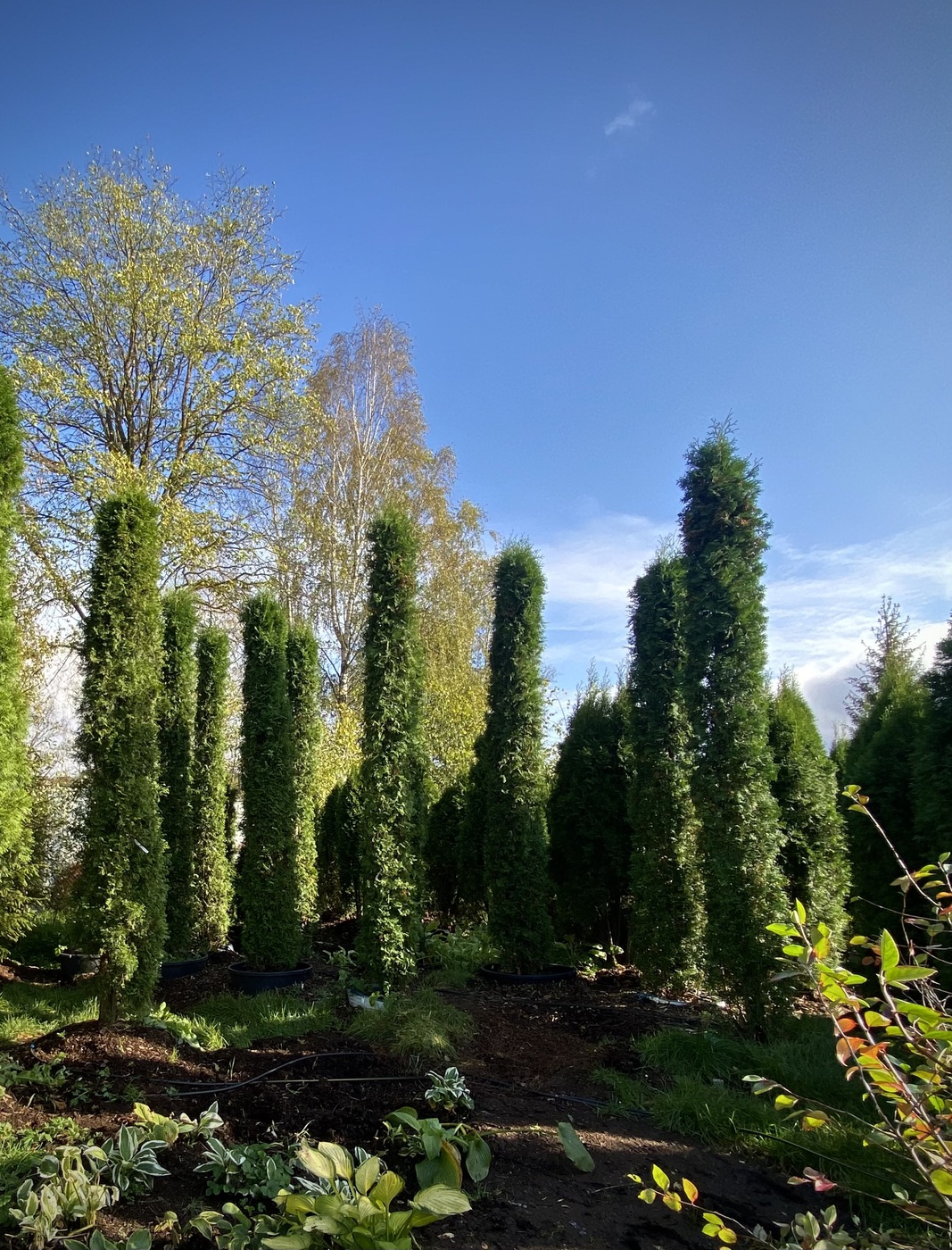 Туя западная `Смарагд` `Smaragd` ТОСКАНА