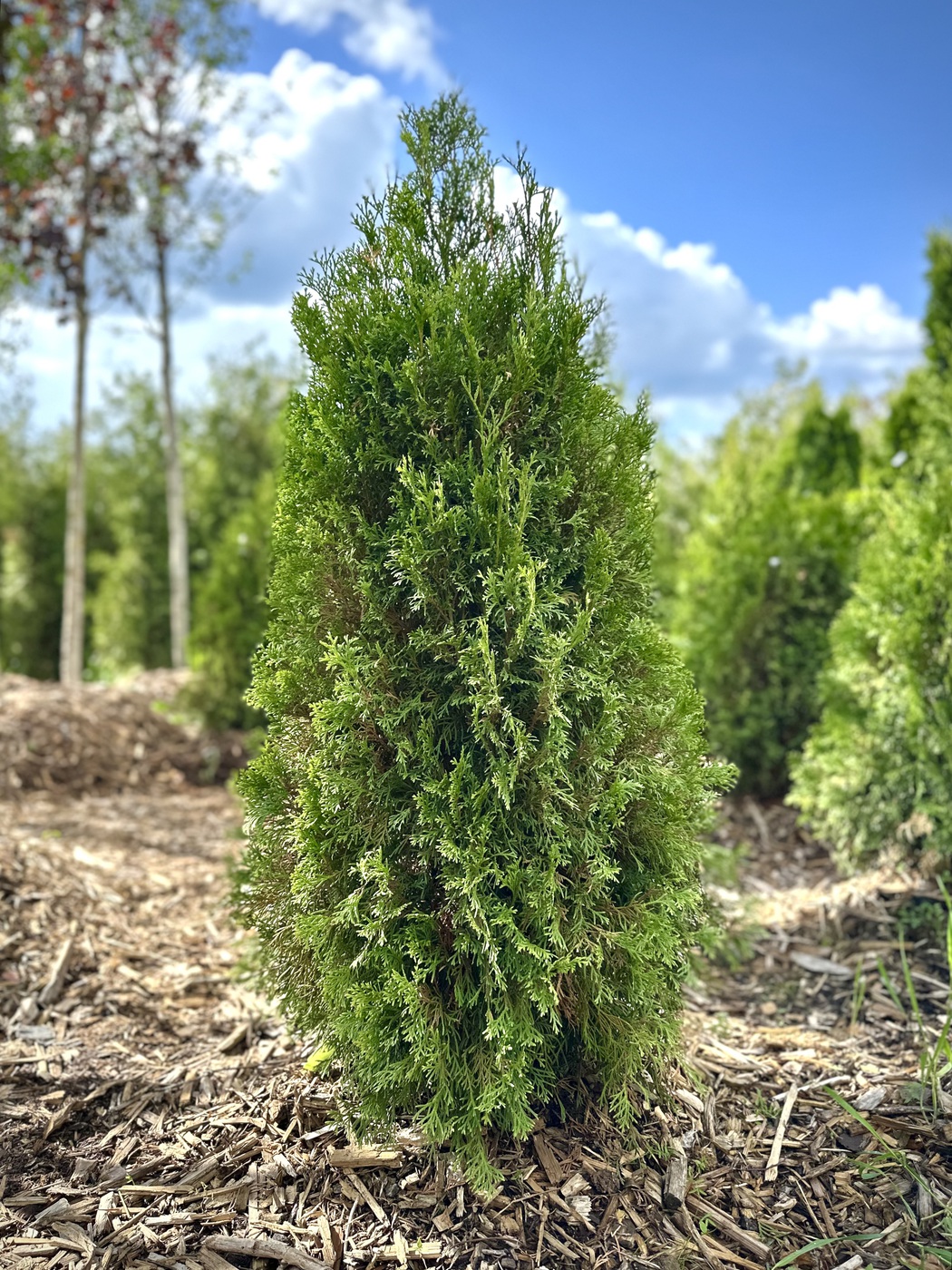 Туя западная `Смарагд` `Smaragd`