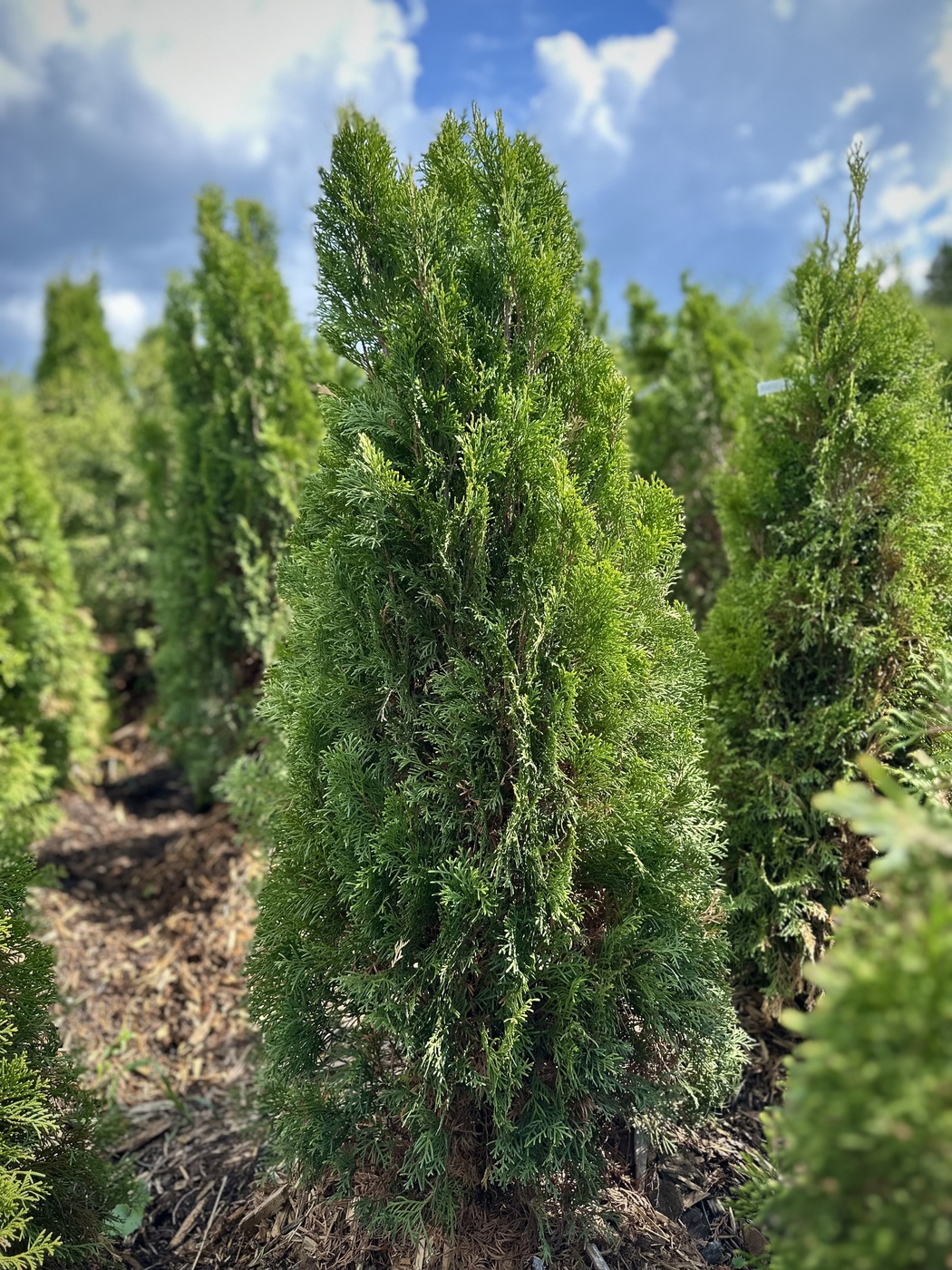 Туя западная `Смарагд``Smaragd`