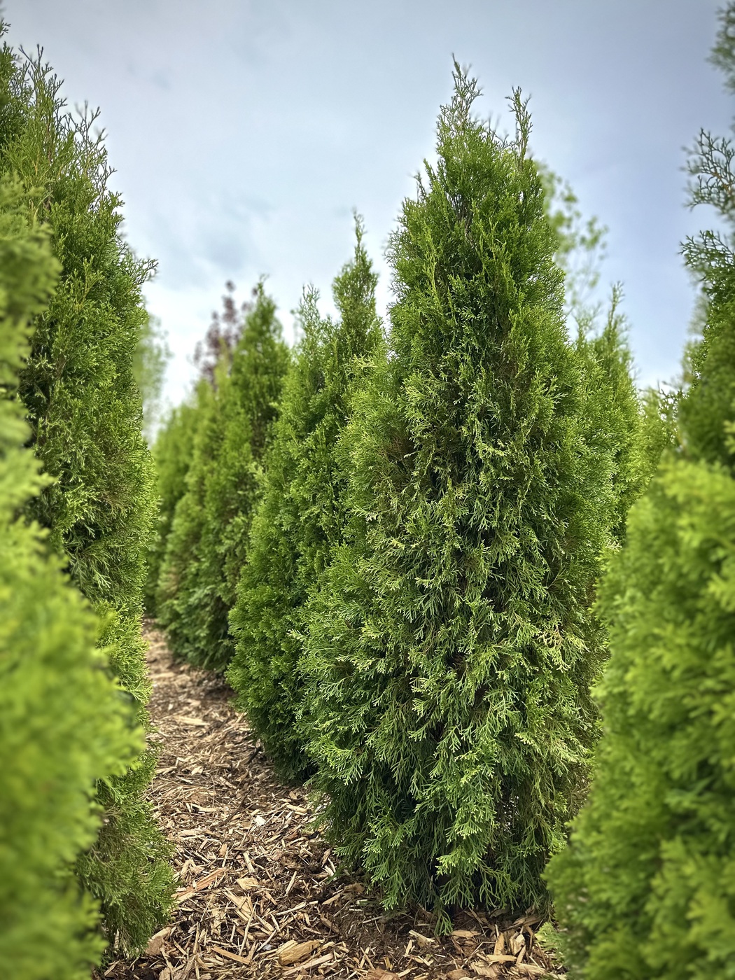 Туя западная `Смарагд``Smaragd`