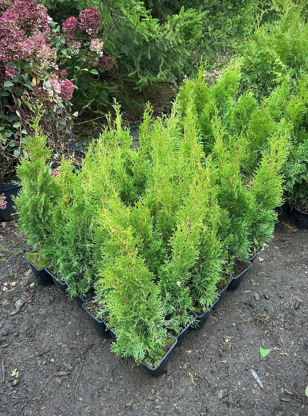 Туя западная `Смарагд``Smaragd`