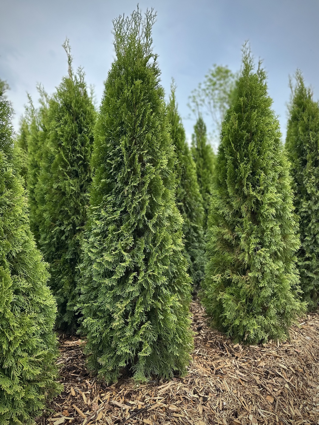 Туя западная `Смарагд``Smaragd`