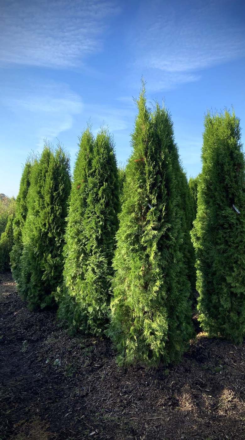 Туя западная `Смарагд` `Smaragd`