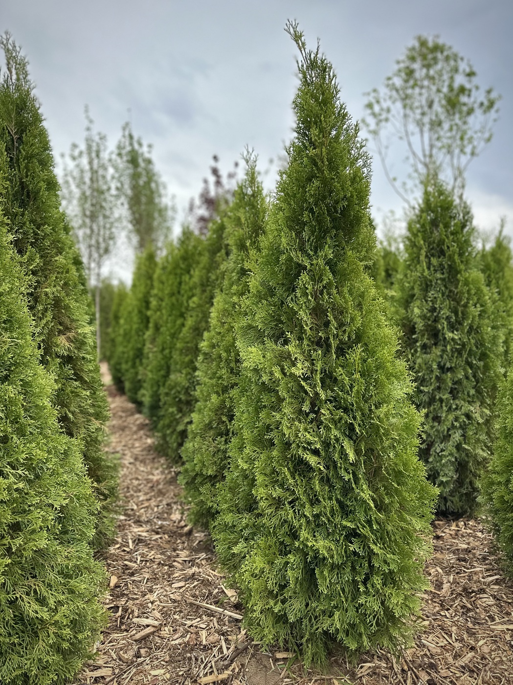 Туя западная `Смарагд``Smaragd`