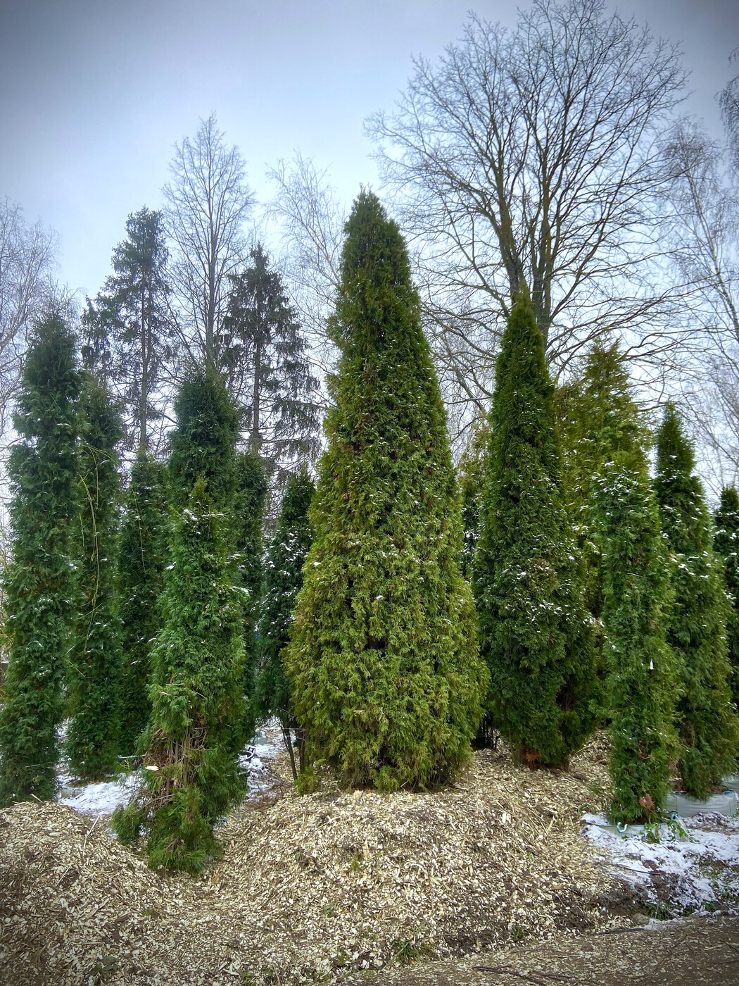 Туя западная `Смарагд``Smaragd`