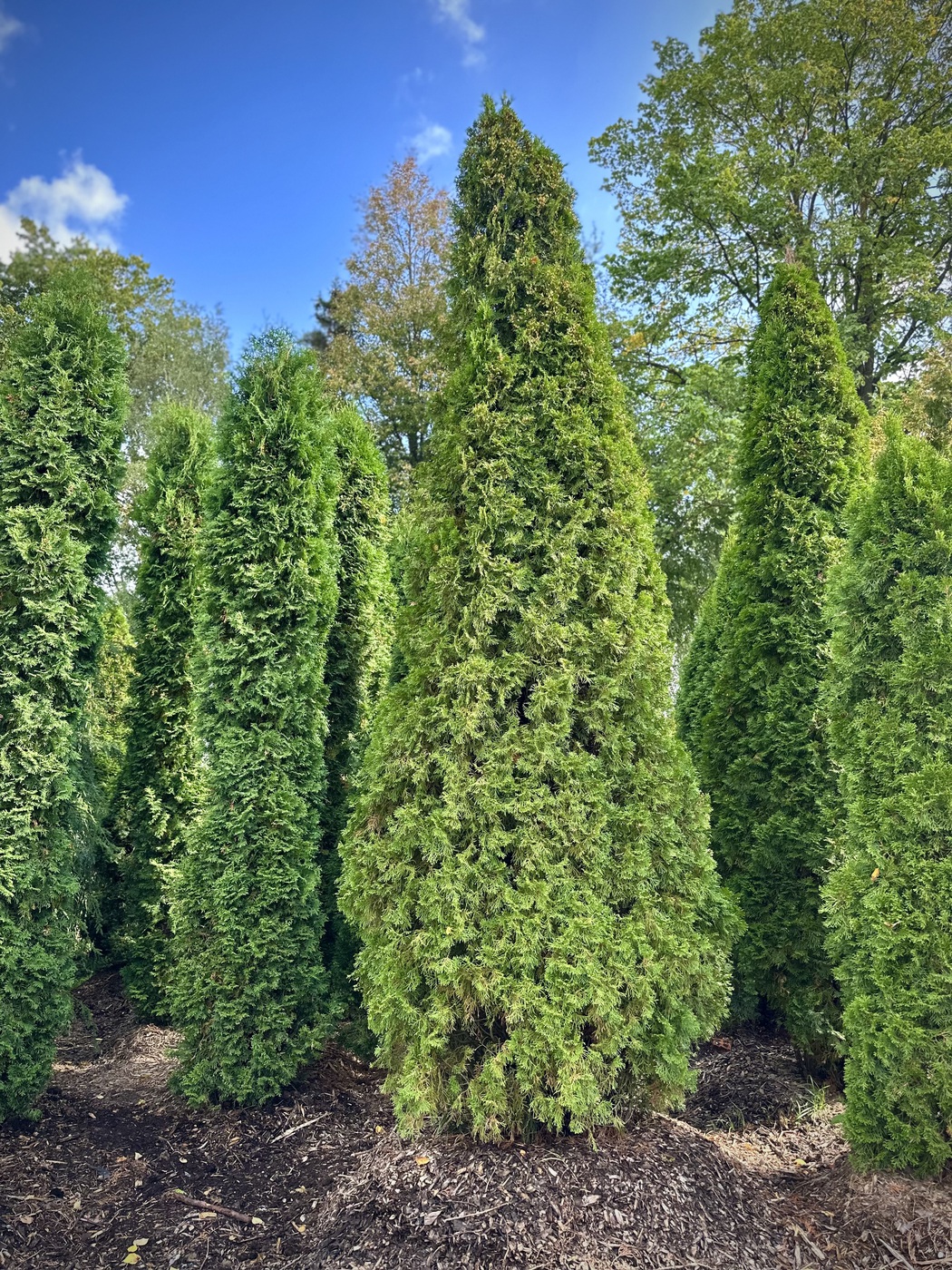 Туя западная `Смарагд``Smaragd`