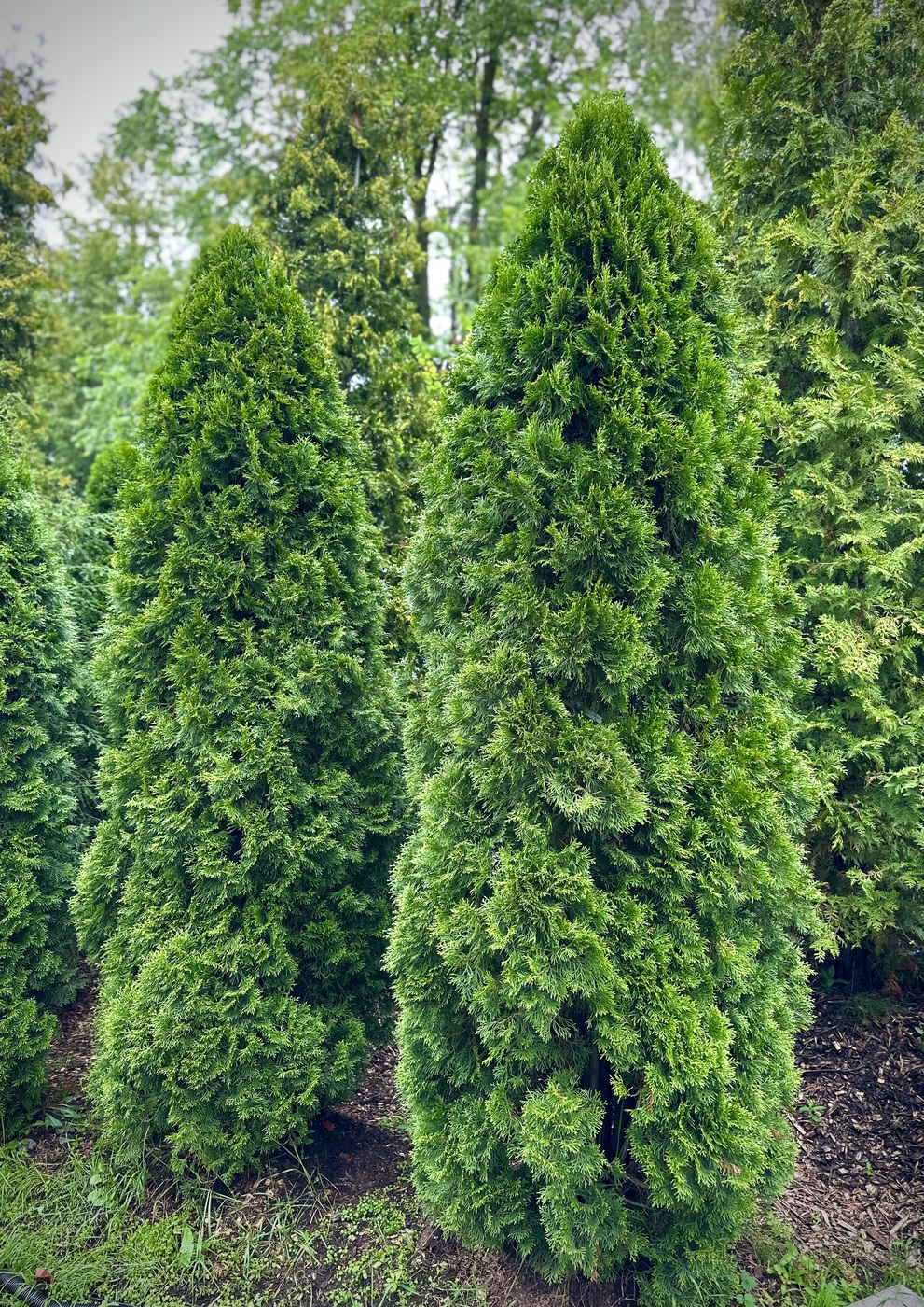 Туя западная `Смарагд``Smaragd`
