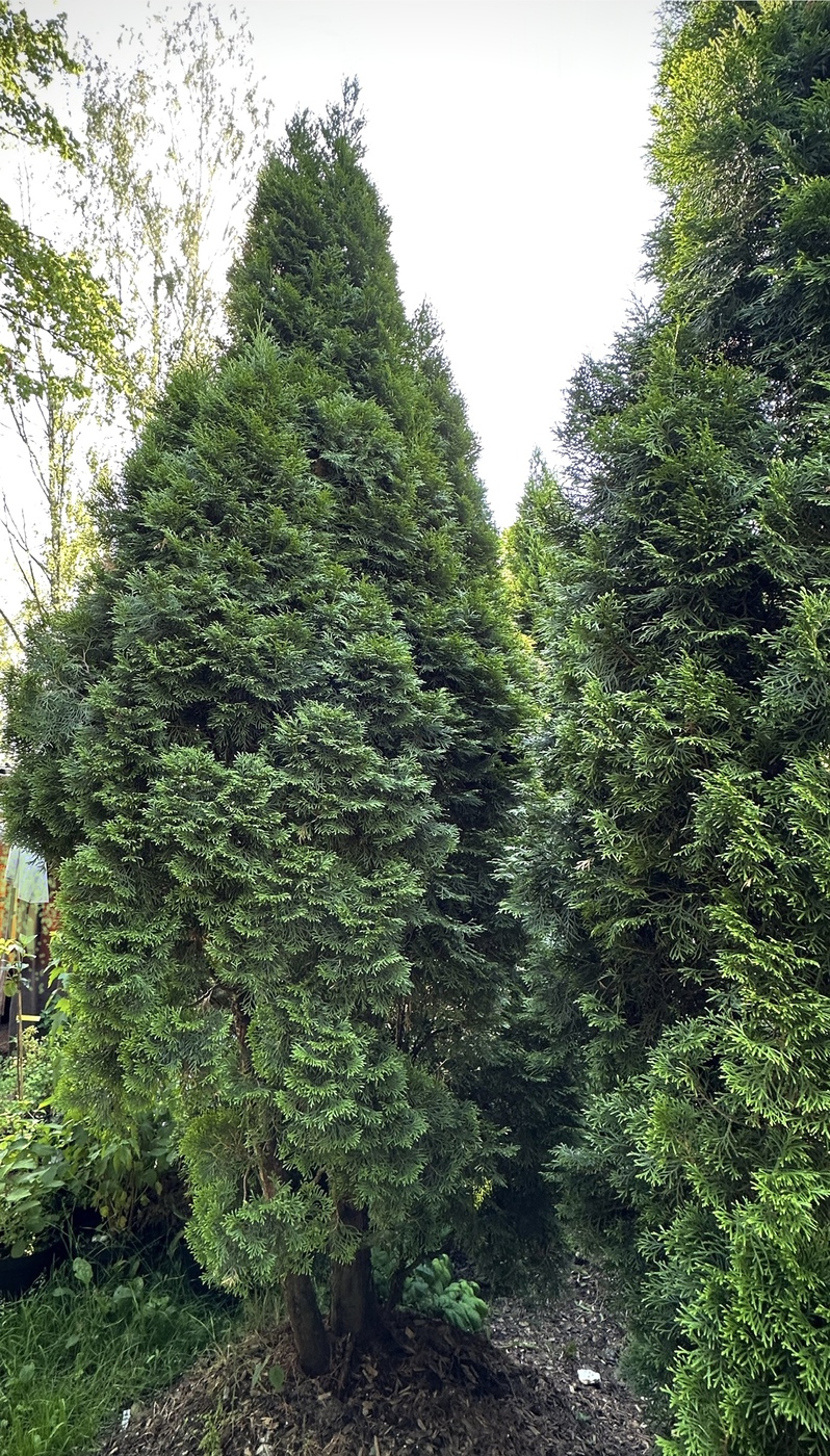 Туя западная `Смарагд``Smaragd`