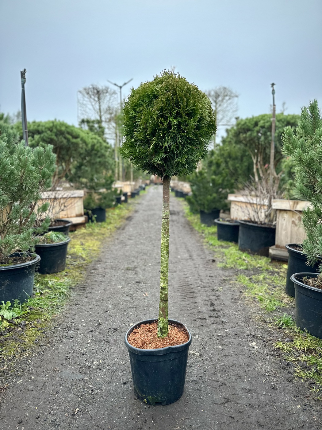 Туя западная `Смарагд``Smaragd`