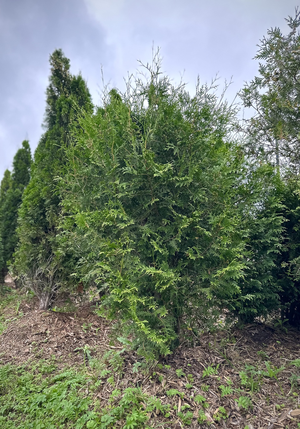 Туя западная `Брабант` `Brabant`