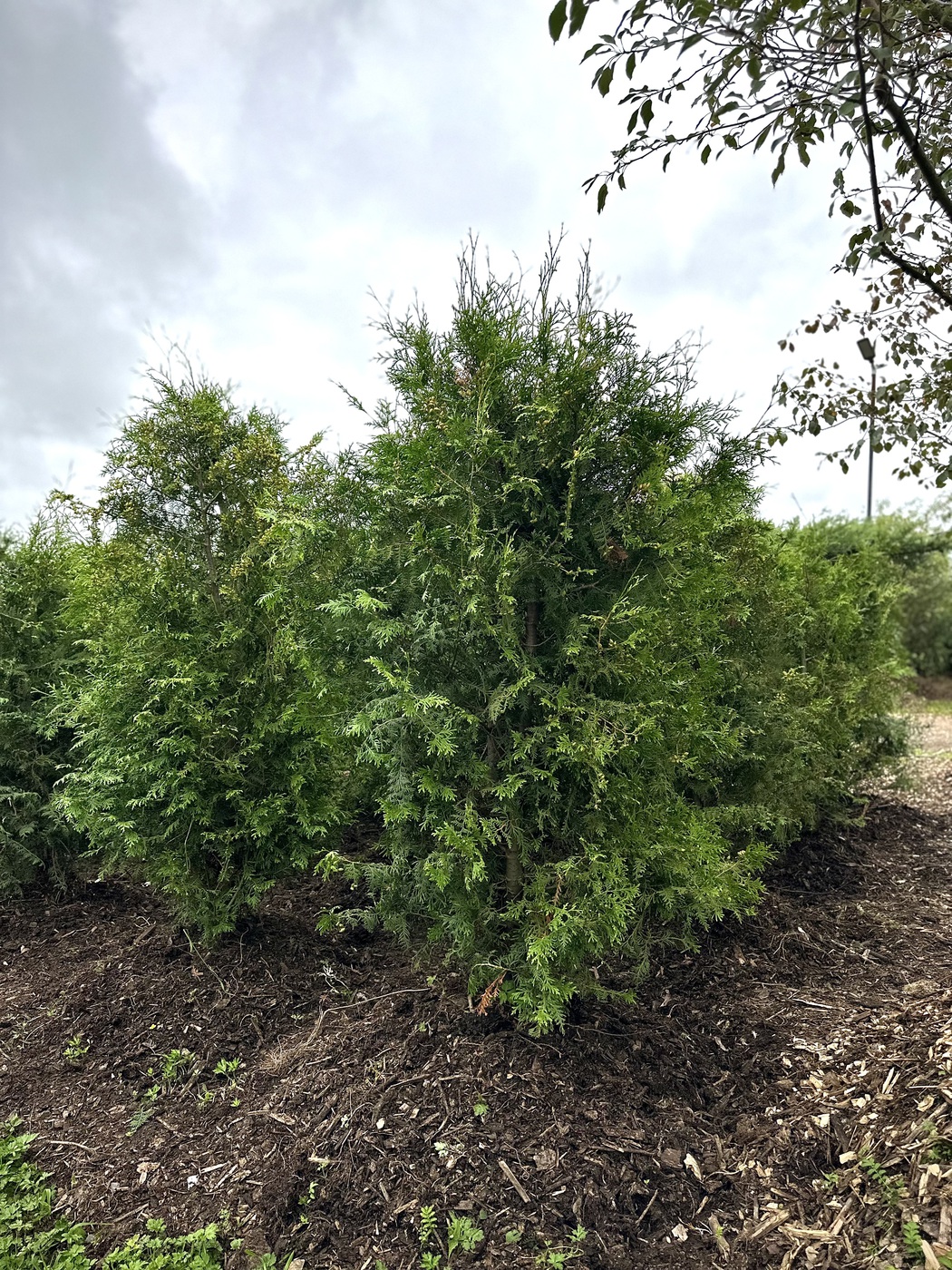 Туя западная `Брабант` `Brabant`