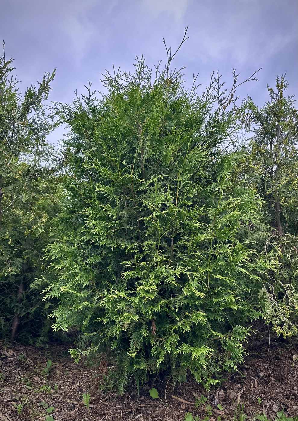 Туя западная `Брабант` `Brabant`