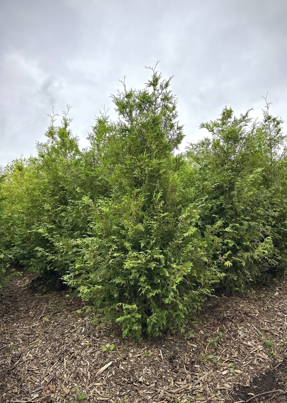 Туя западная `Брабант` `Brabant`