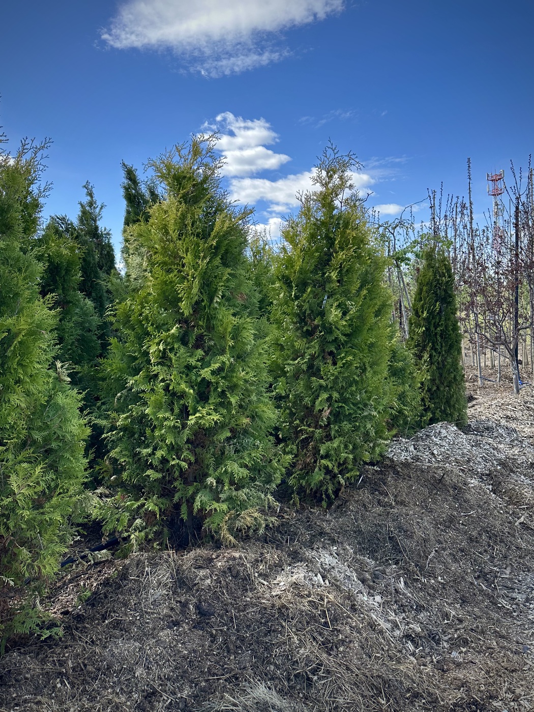 Туя западная Голден Брабант (Golden Brabant)