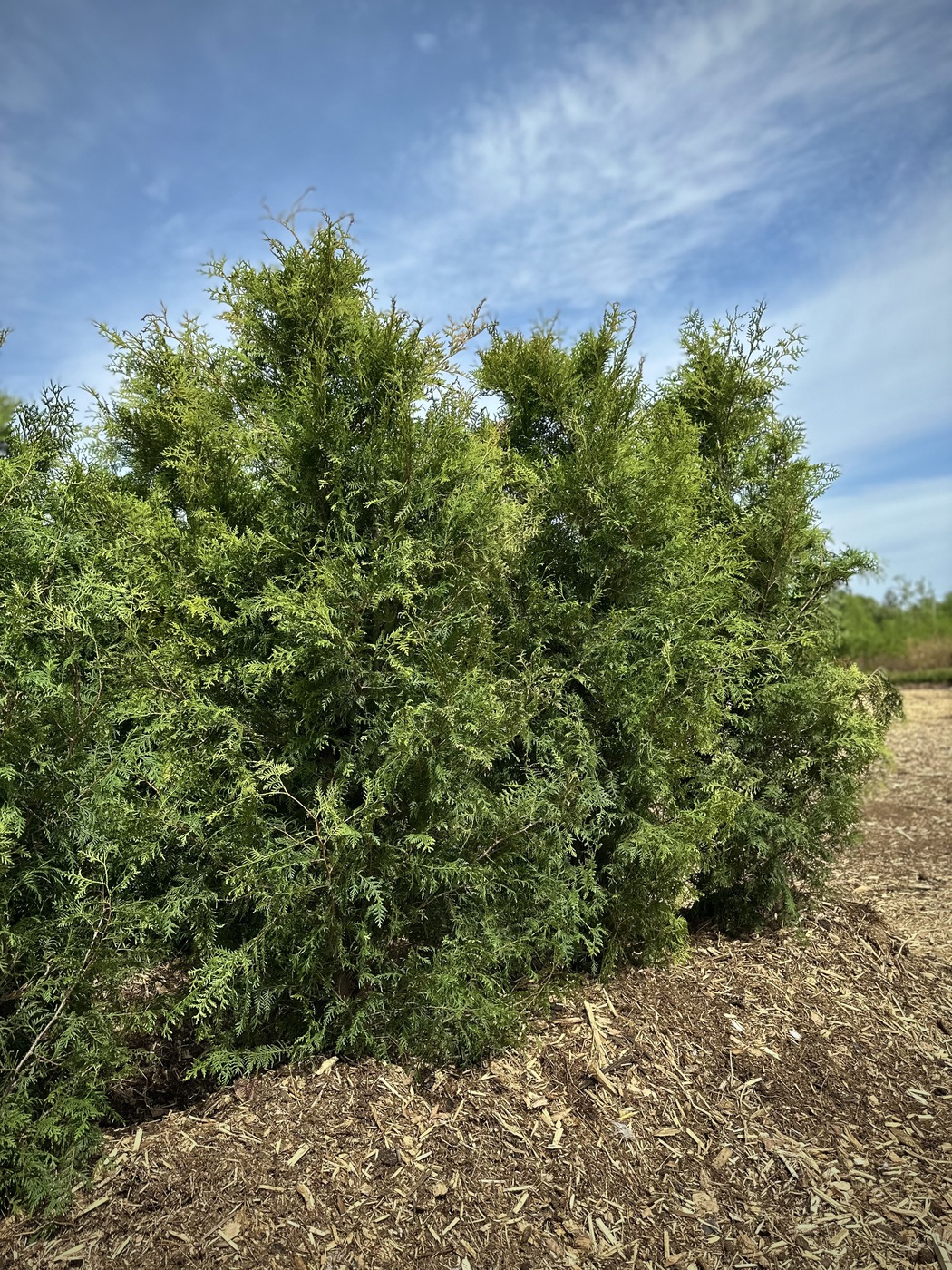 Туя западная `Брабант` `Brabant`
