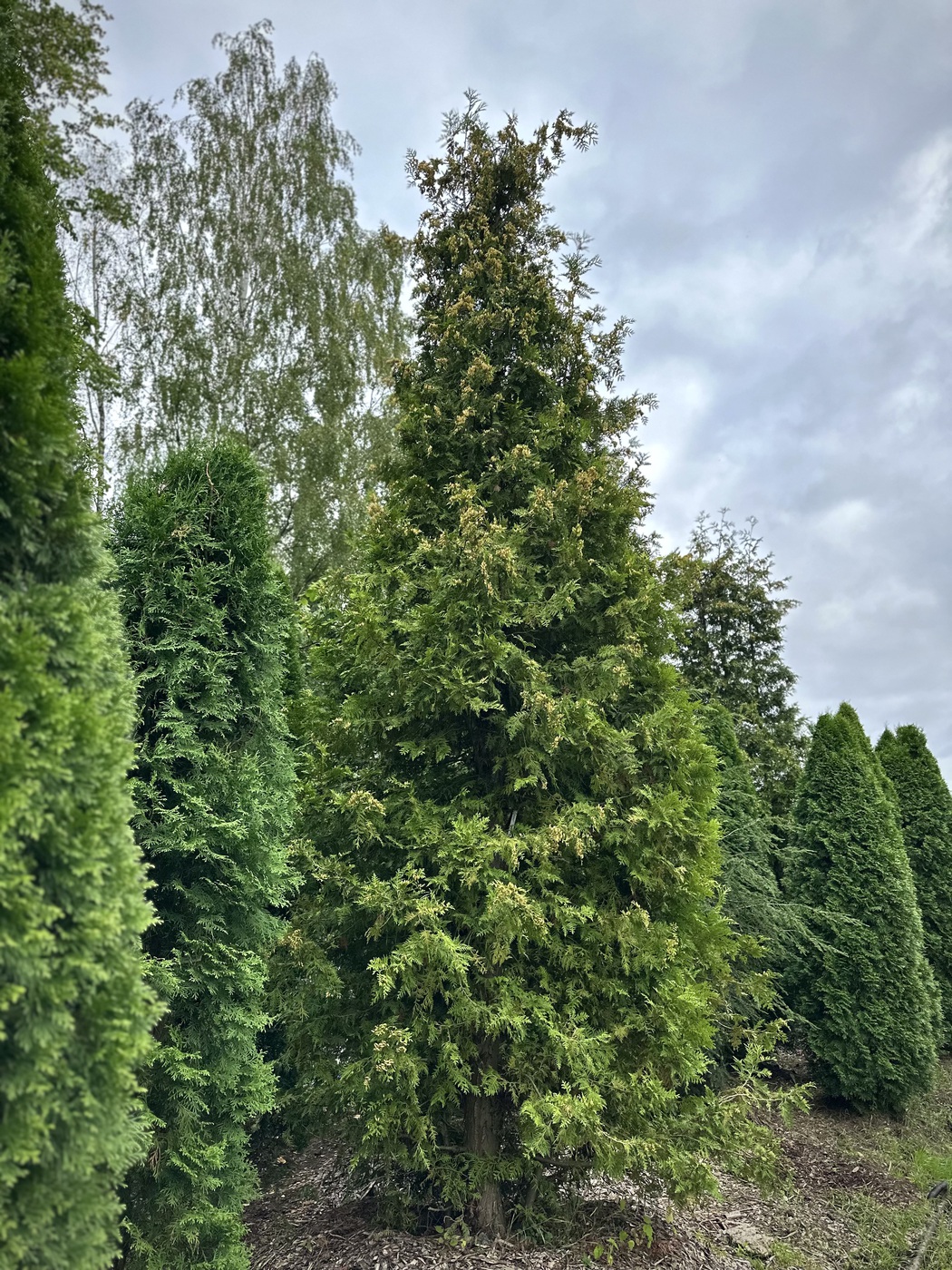 Туя западная `Брабант` `Brabant`