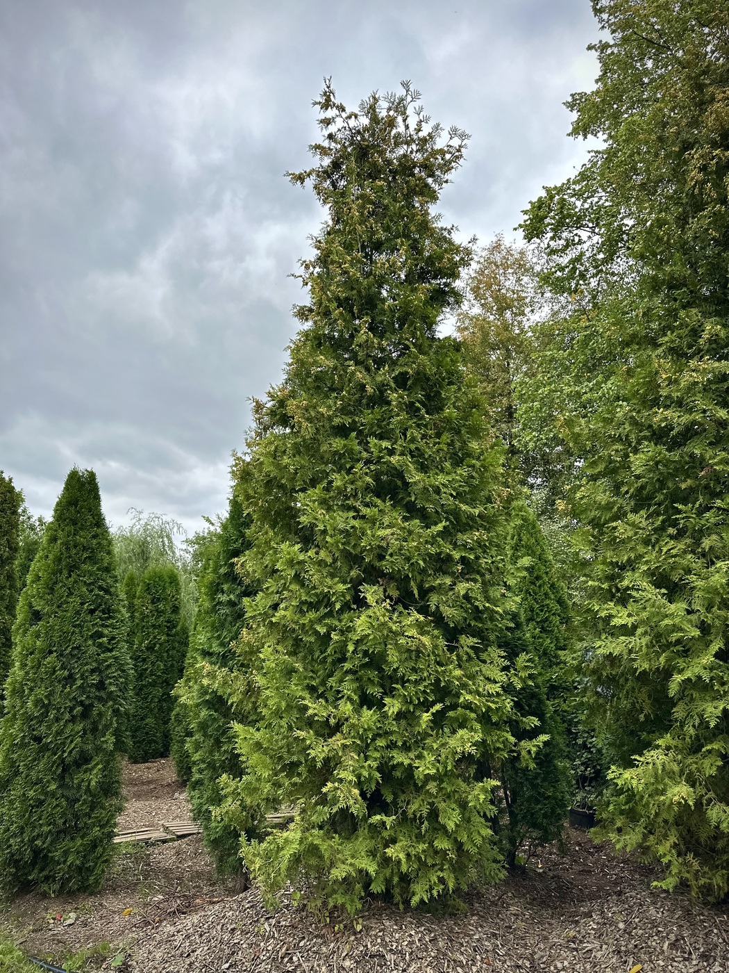 Туя западная `Брабант` `Brabant`