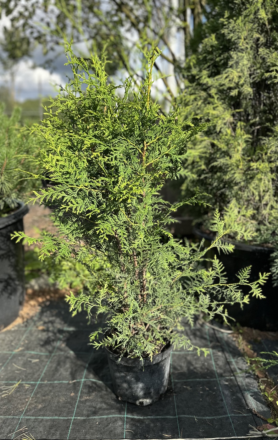 Туя западная `Брабант` `Brabant`