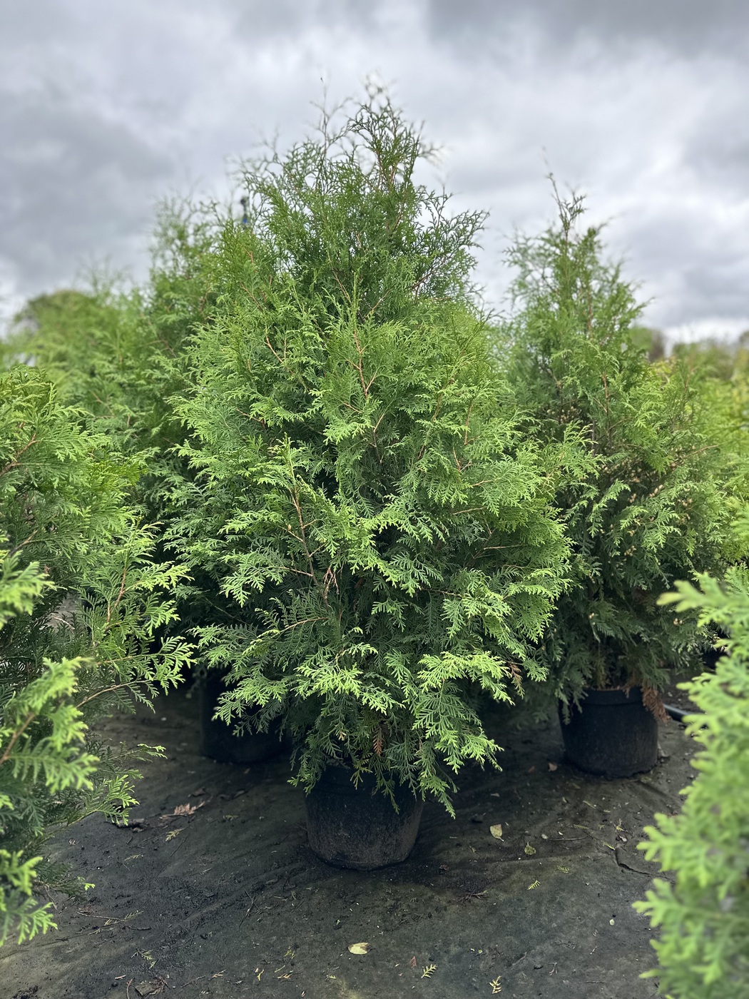 Туя западная `Брабант` `Brabant`