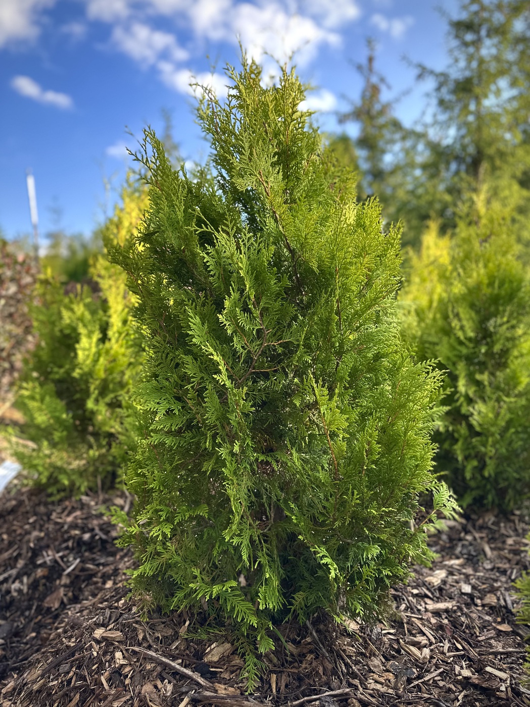 Туя западная Голден Брабант (Golden Brabant)