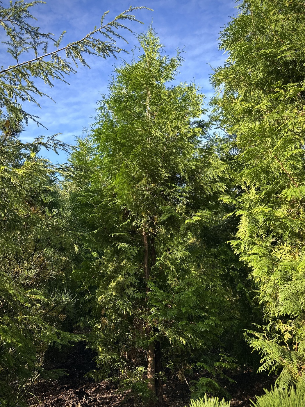 Туя западная `Брабант` `Brabant`