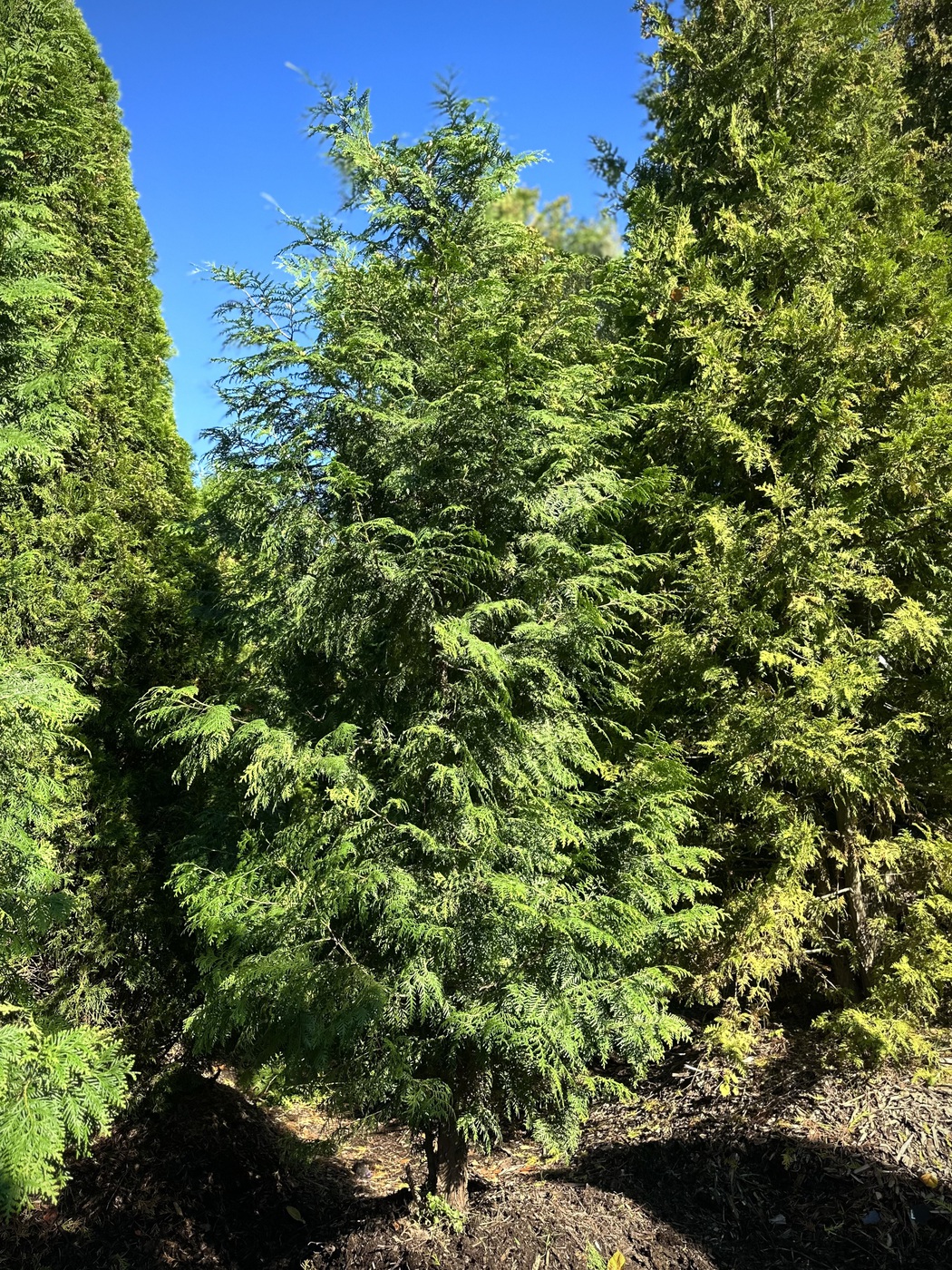 Туя западная `Брабант` `Brabant`