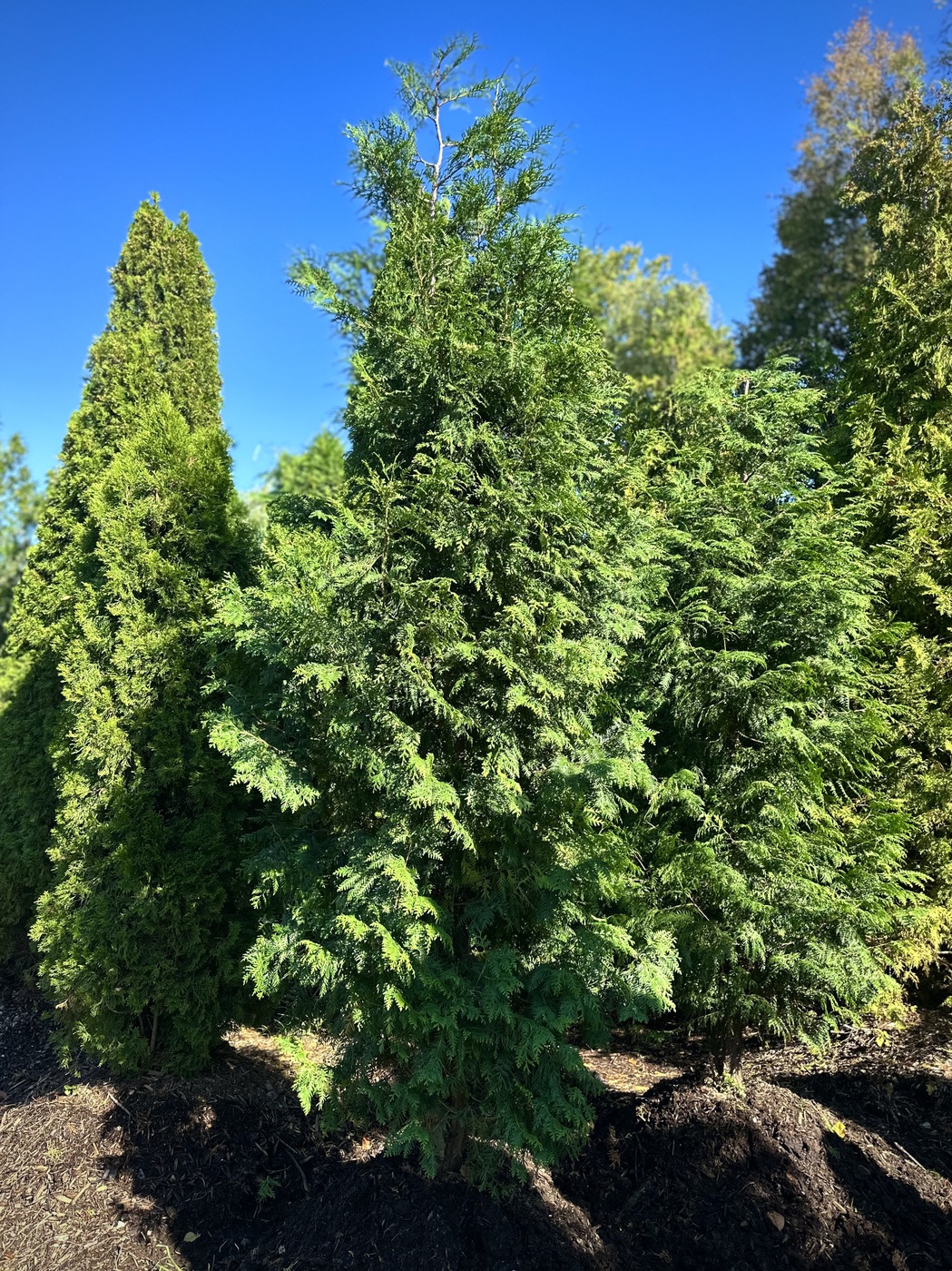 Туя западная `Брабант` `Brabant`