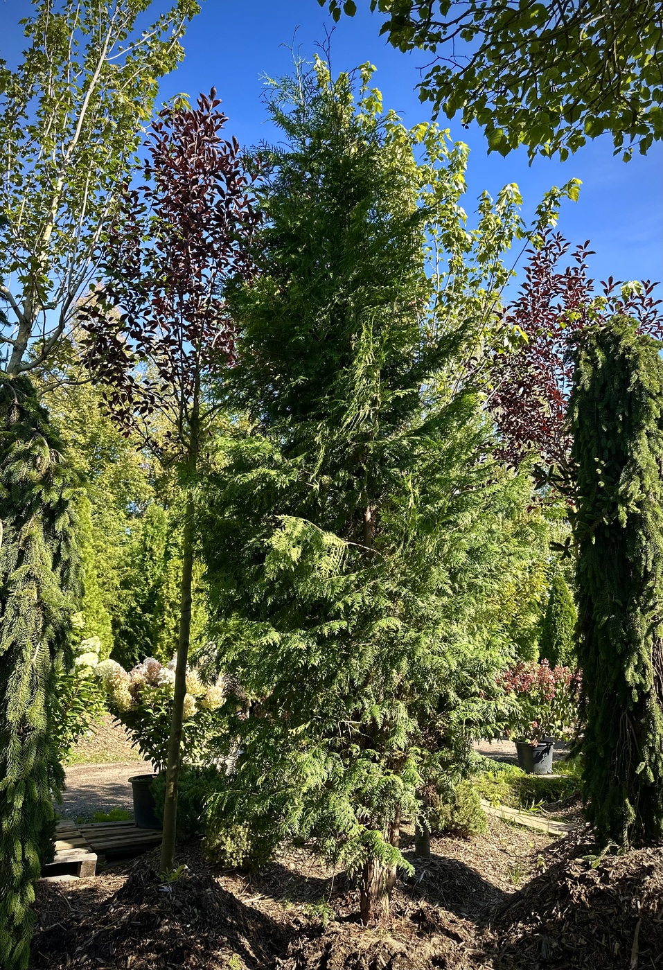 Туя западная `Брабант` `Brabant`