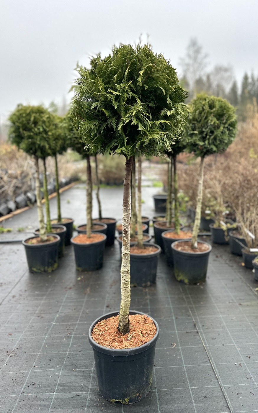 Туя западная `Брабант` `Brabant`