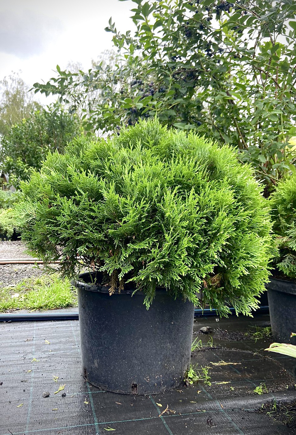 Туя западная `Даника` `Danica` ШАР