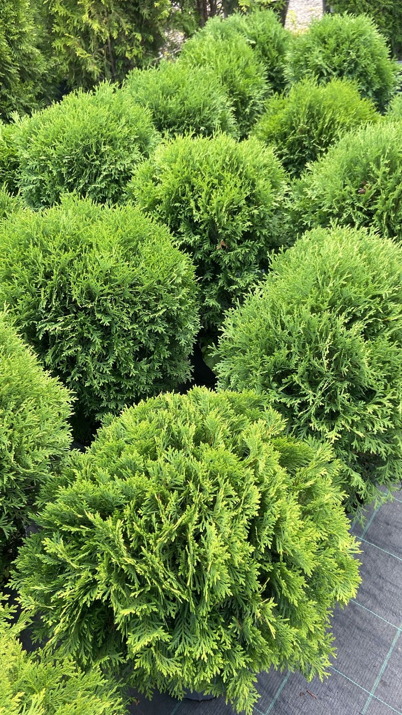 Туя западная `Даника` `Danica` ШАР