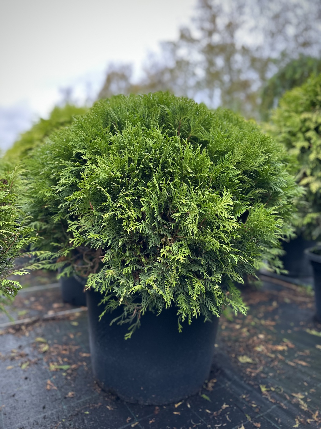 Туя западная `Даника` `Danica` ШАР