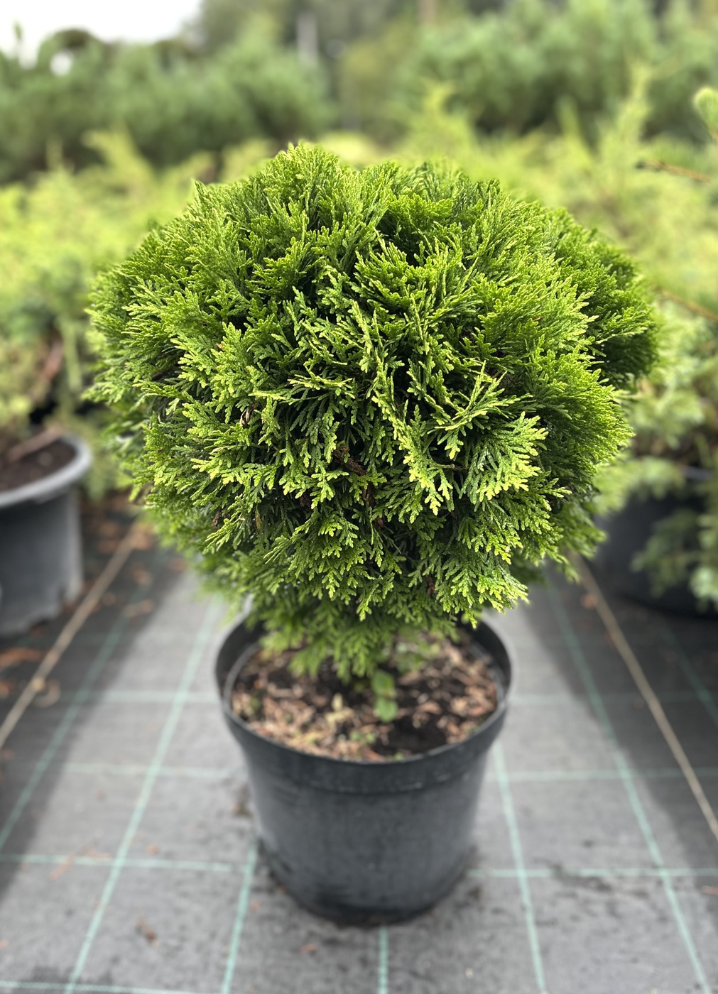 Туя западная `Даника` `Danica` ШАР