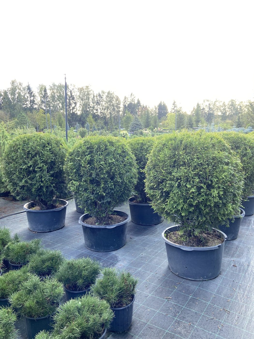 Туя западная `Вудварди` `Woodwardii` ШАР