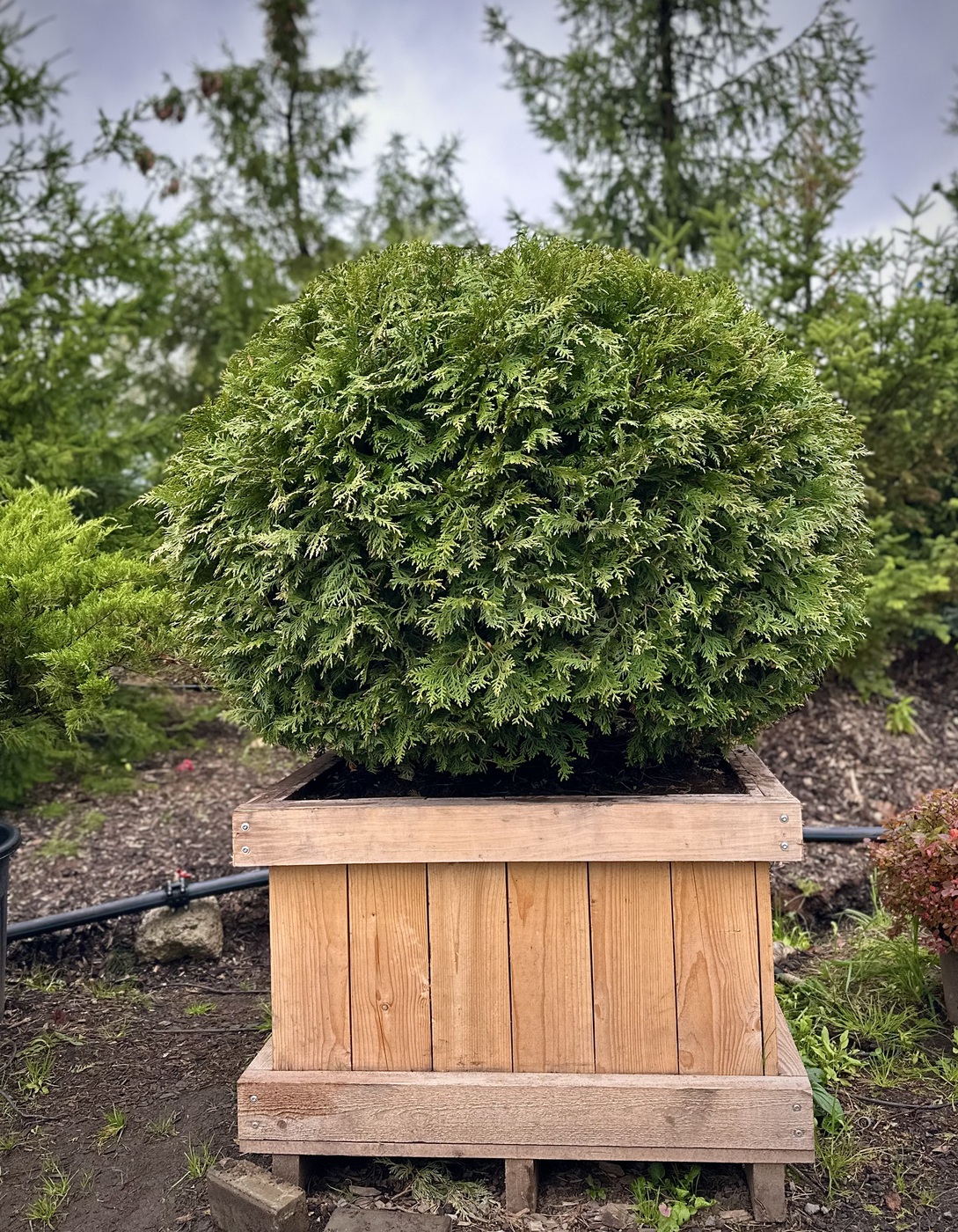 Туя западная `Вудварди` `Woodwardii` ШАР