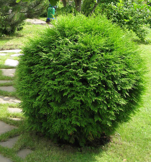 Туя западная `Глобоза` `Globosa` ШАР