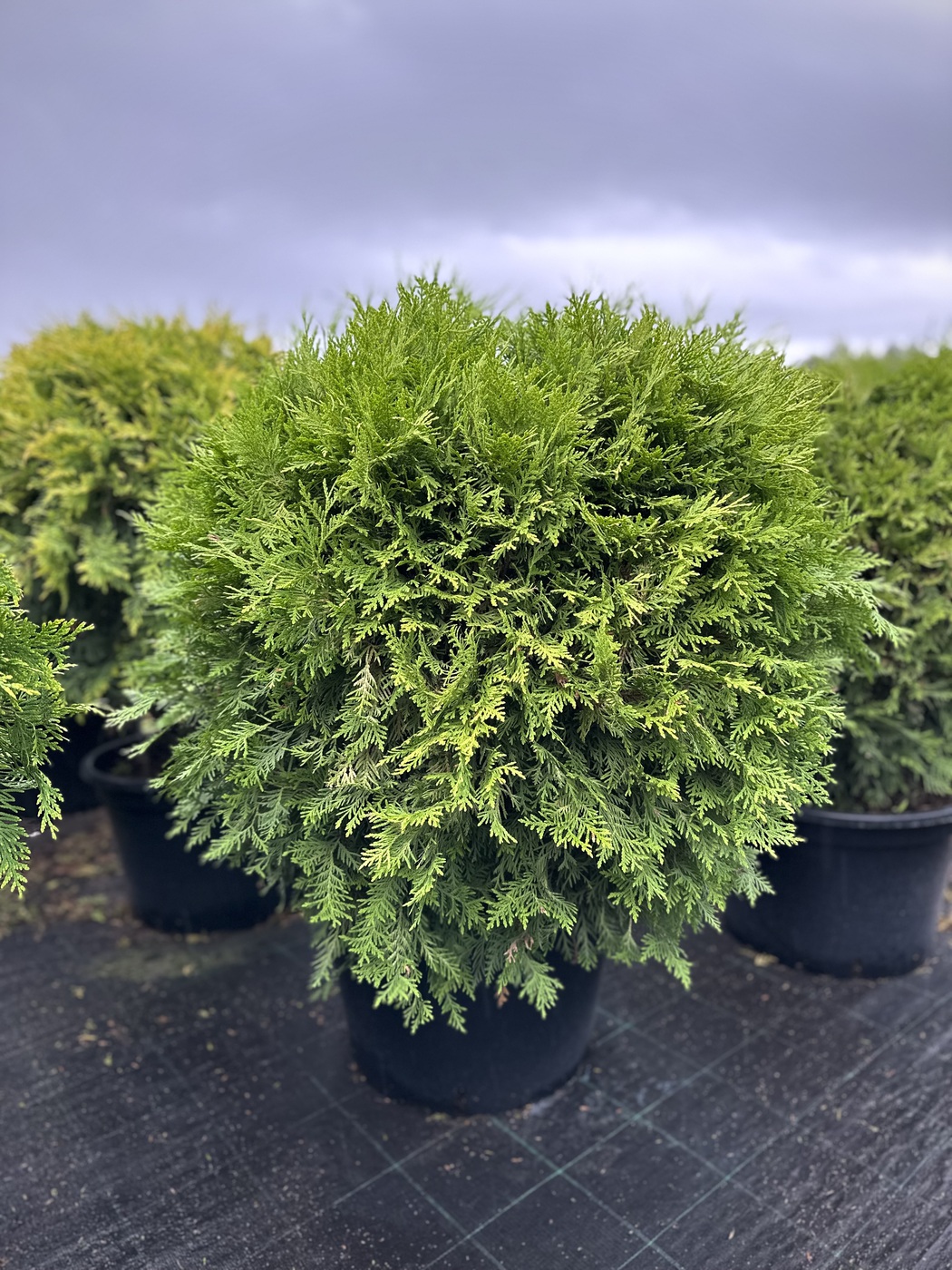 Туя западная `Глобоза Ауреа` `Globosa Aurea` ШАР